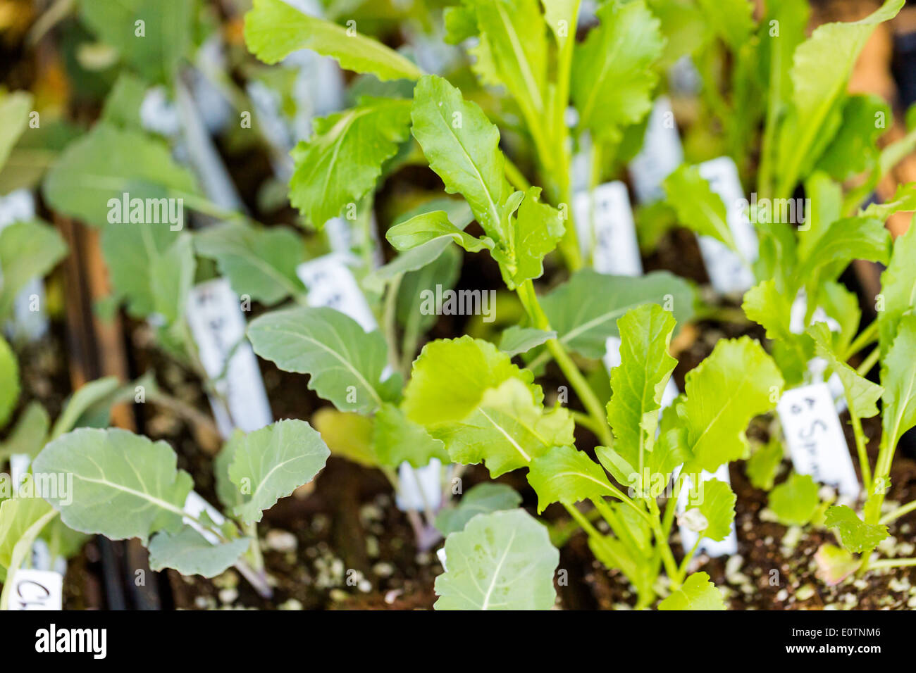 Vegetable plants for sale at the local Farmers market Stock Photo Alamy