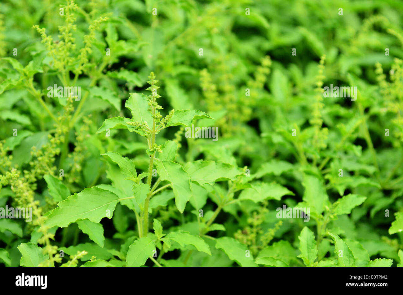 Ocimum sanctum in the garden Stock Photo - Alamy