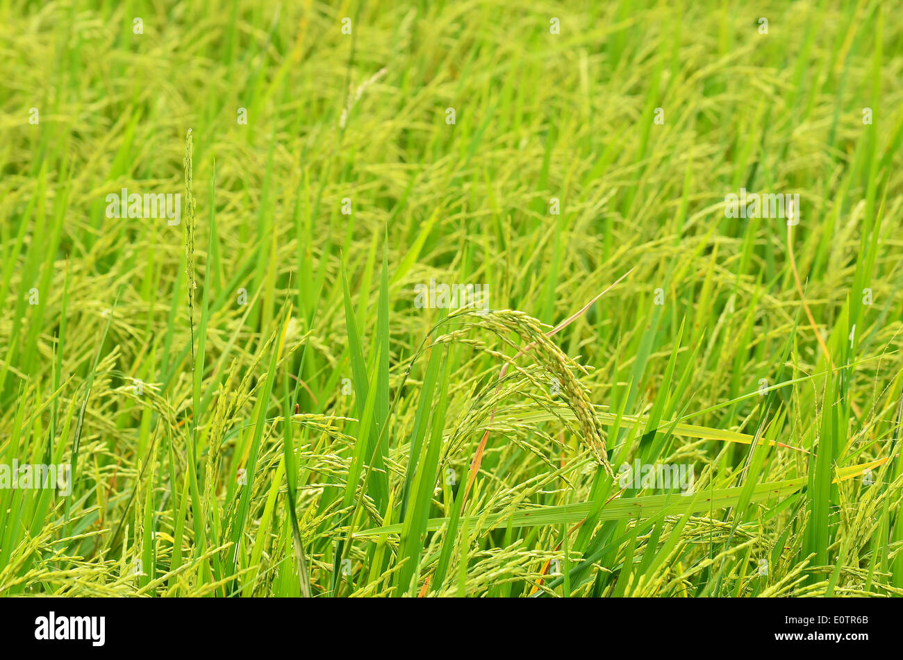 rice crop ready for harvest Stock Photo - Alamy