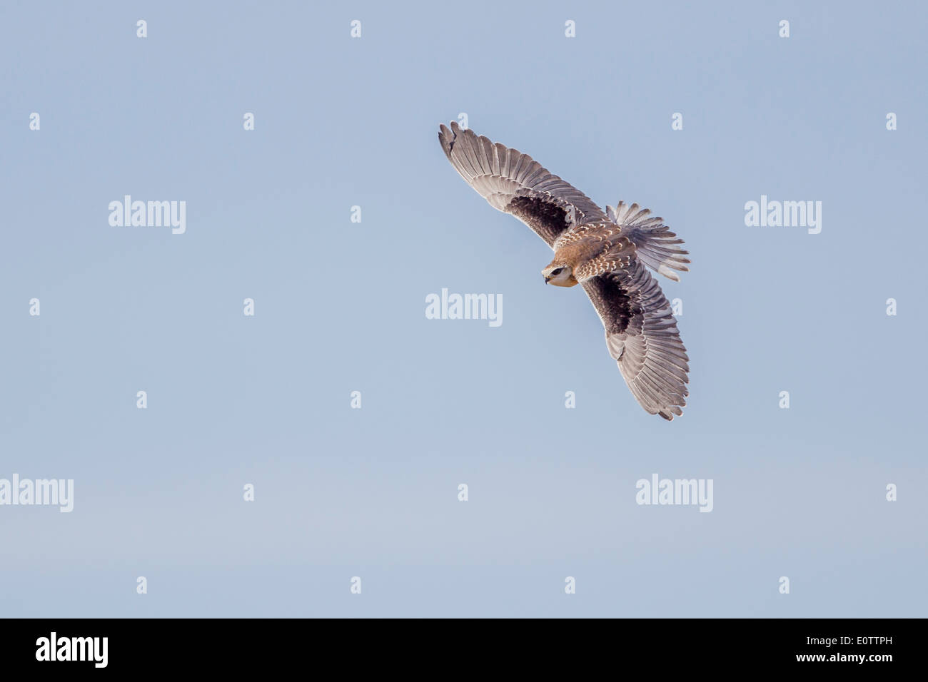 Black Shouldered Kite upperside, Laikipia, Kenya, Africa Stock Photo