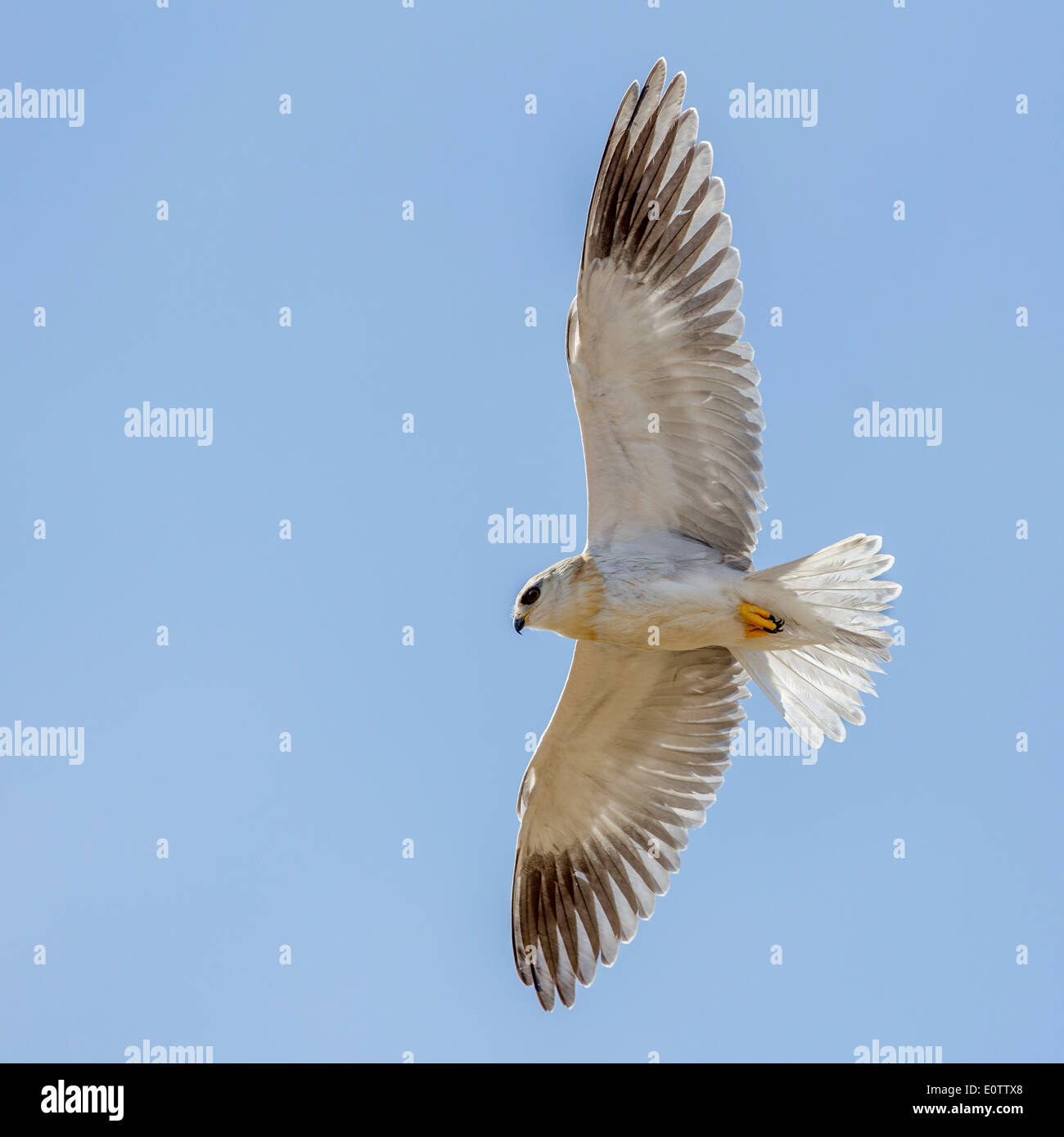 Black Shouldered Kite underside view and close, Laikipia, Kenya, Africa Stock Photo