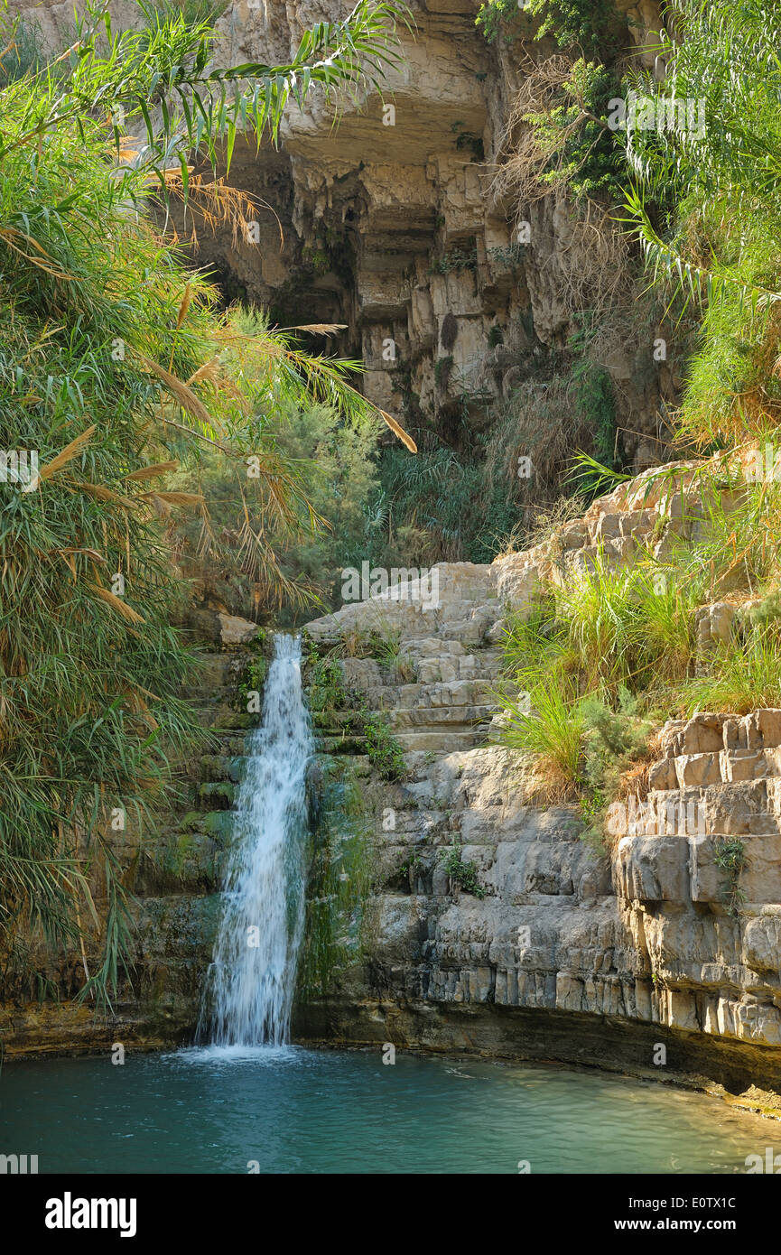 Ein Gedi nature reserve, coast of the Dead Sea. Stock Photo