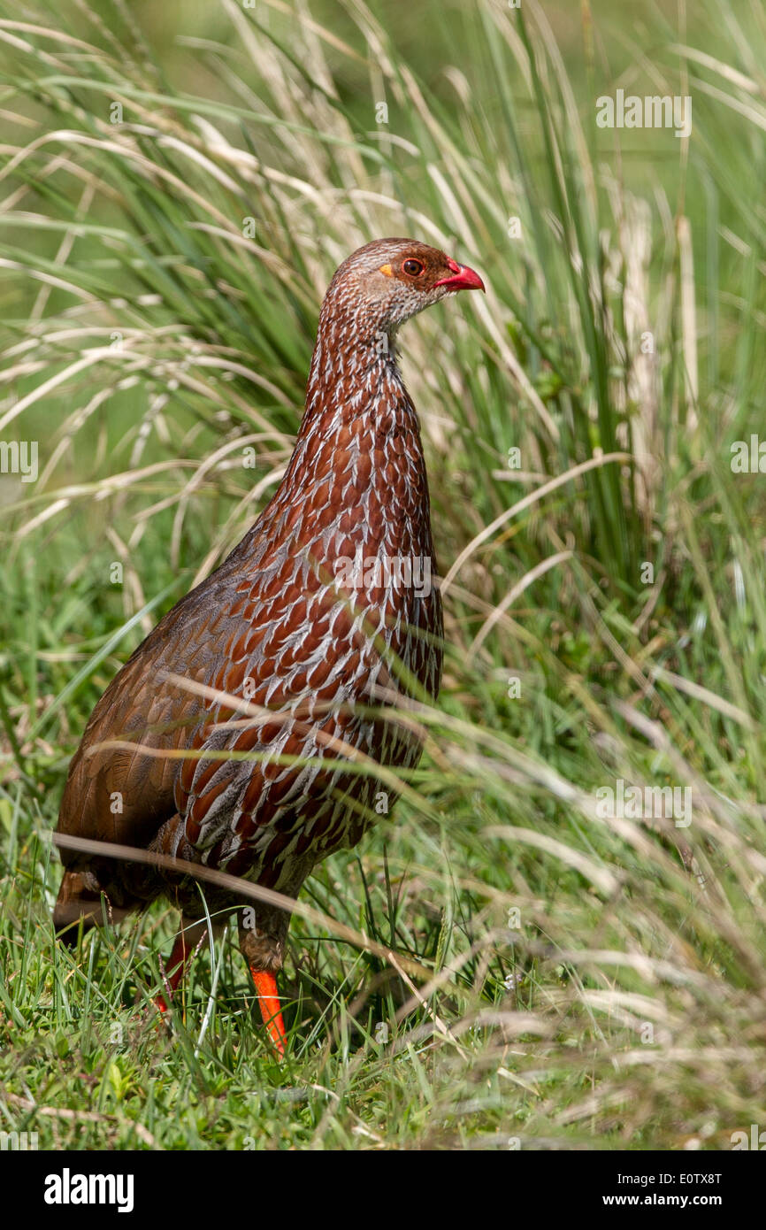 Jacksons Francolin Hi res Stock Photography And Images Alamy jacksons-francolin-hi-res-stock-photography-and-images-alamy