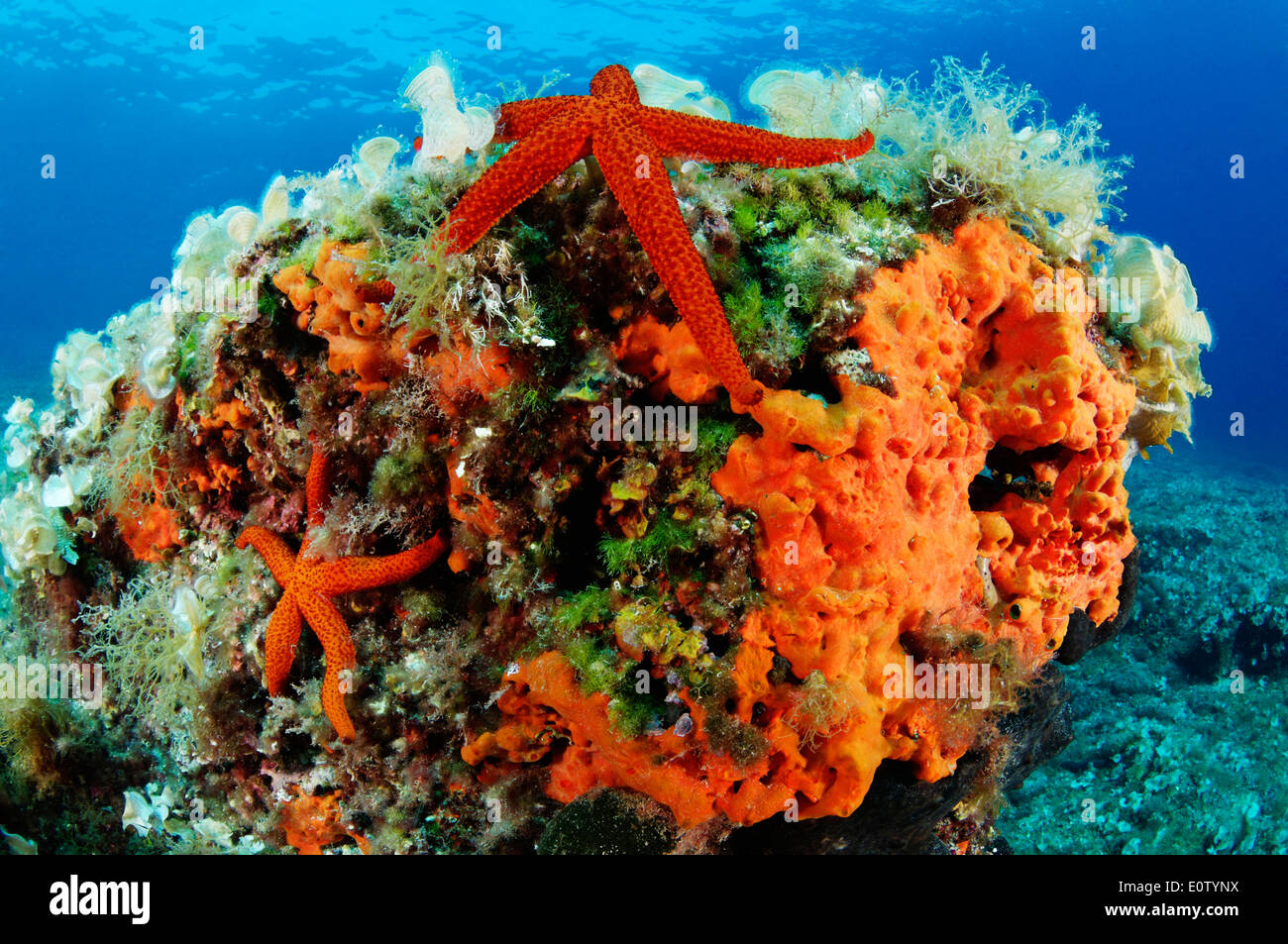 Red Seastar (Echinaster sepositus) and Orange-red Encrusting Sponge (Crambe crambe). Croatia, Mediterranean Sea, Kornati Nationa Stock Photo