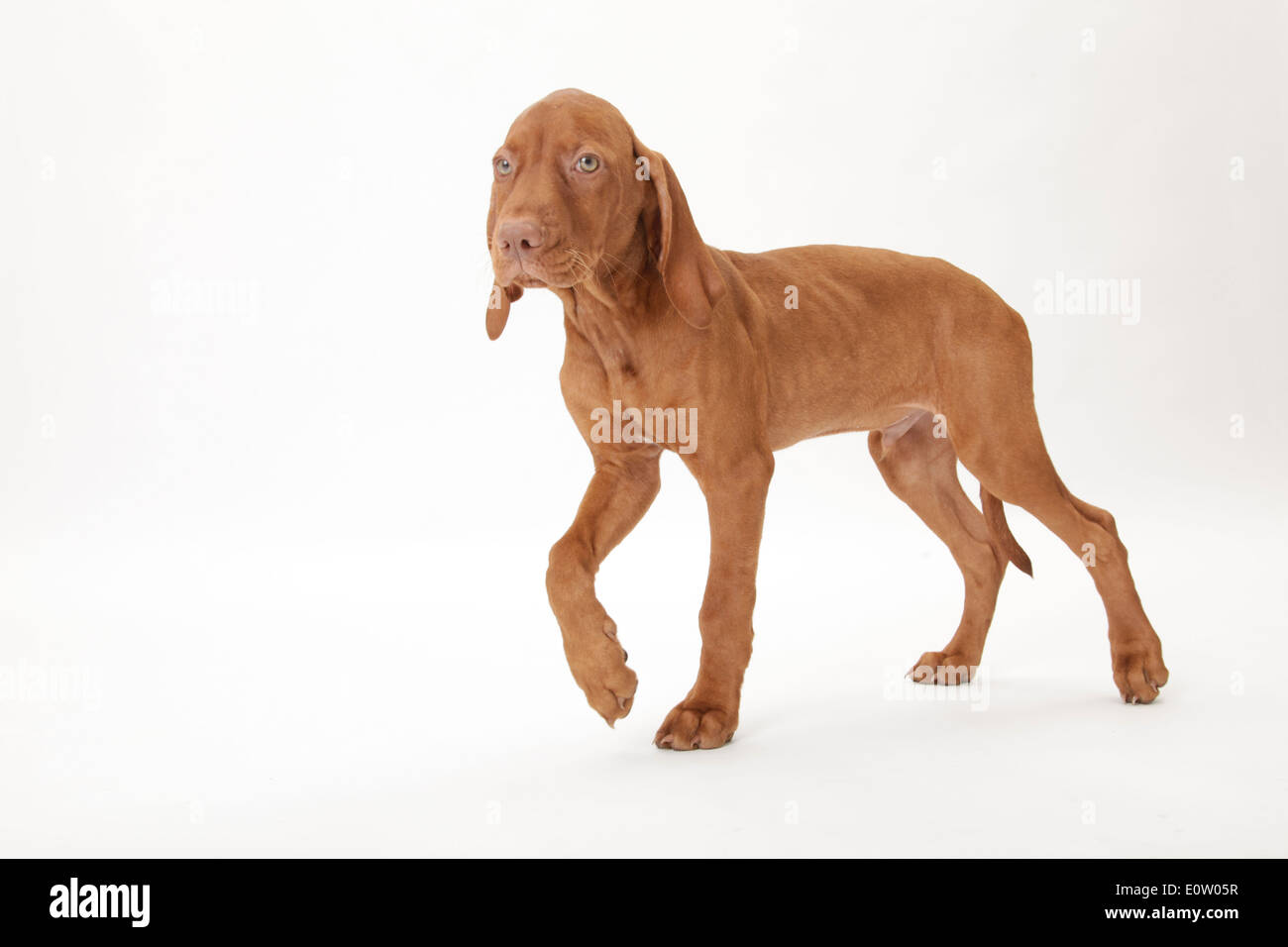 Smooth Haired Hungarian Vizsla Canis Lupus Familiaris Puppy