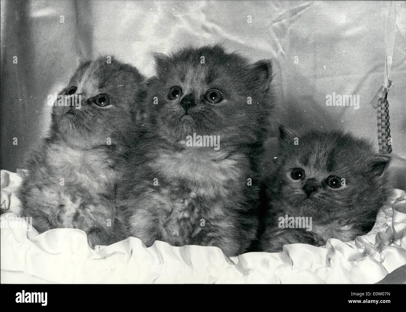 Oct. 10, 1960 - International Cat Show opens in Paris: Photo Shows Three blue Persian Kittens seen at the International Cat Show now being held in Paris. Stock Photo