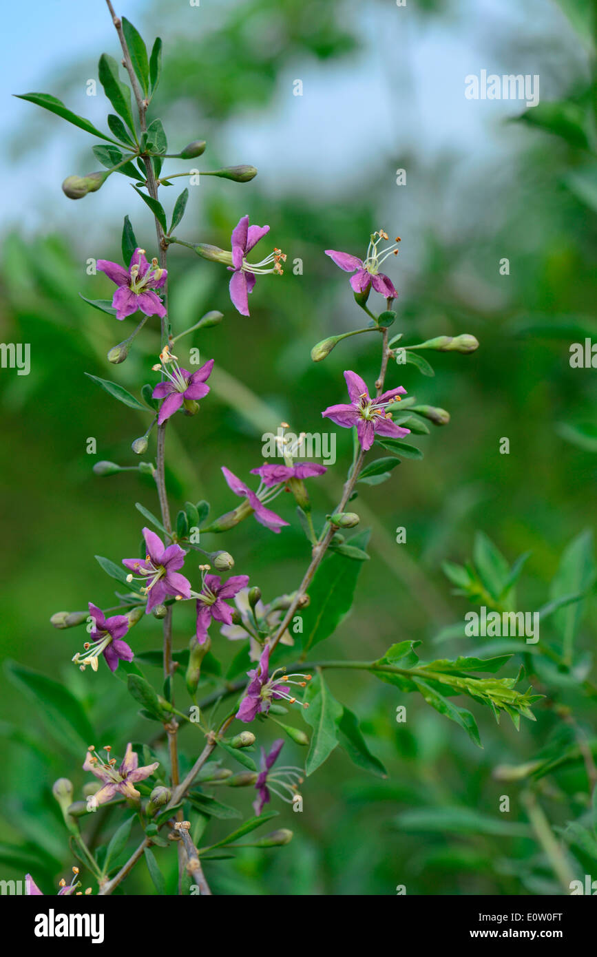 Boxthorn, Chinese Wolfberry (Lycium barbarum), flowering twig Stock Photo