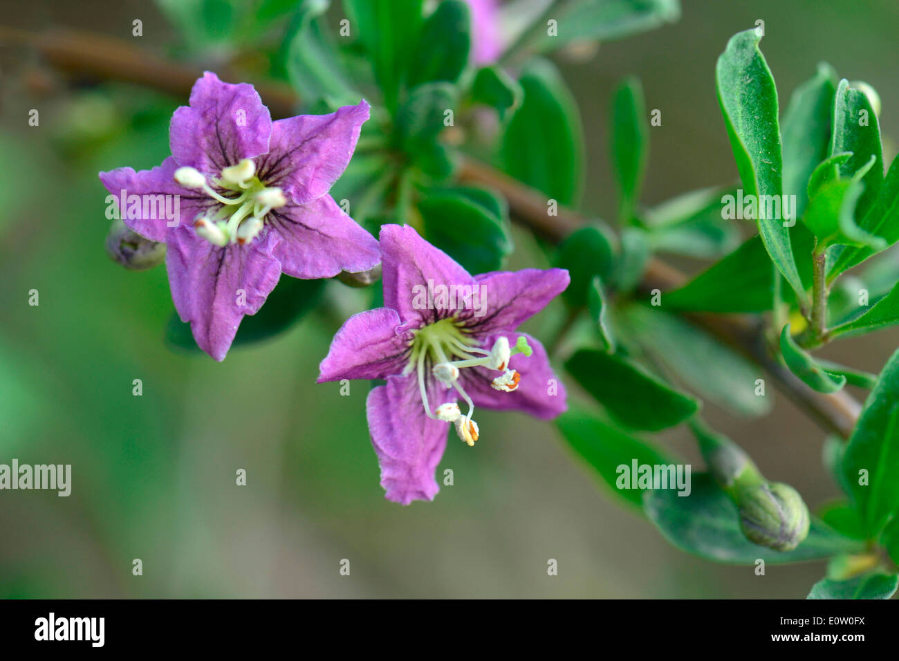 Boxthorn, Chinese Wolfberry (Lycium barbarum), flowering twig Stock Photo