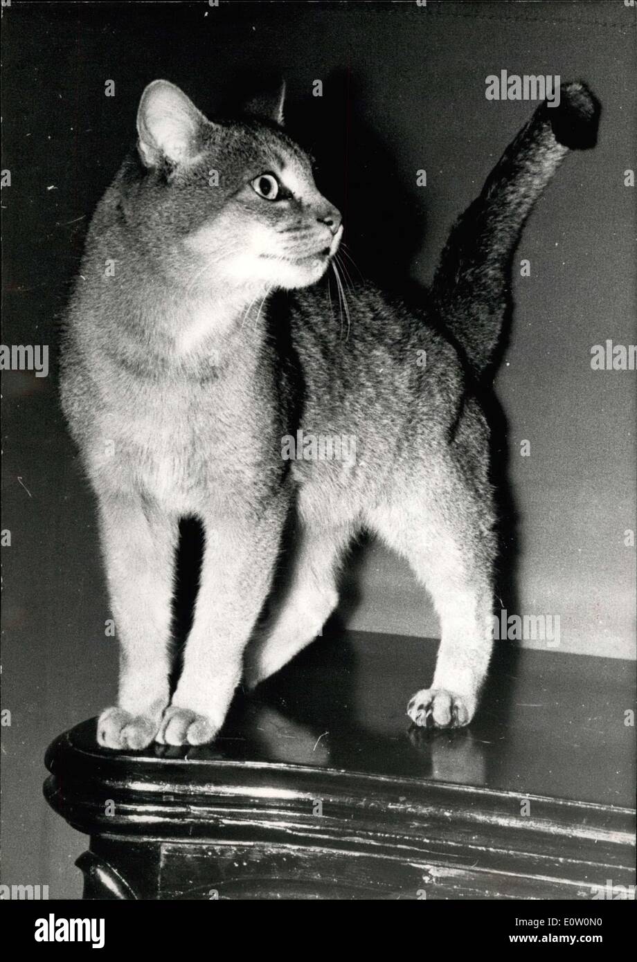 Oct. 21, 1960 - International cat show opens in Paris: The 36th International shows has opened at the Hotel Continental, Paris, Stock Photo
