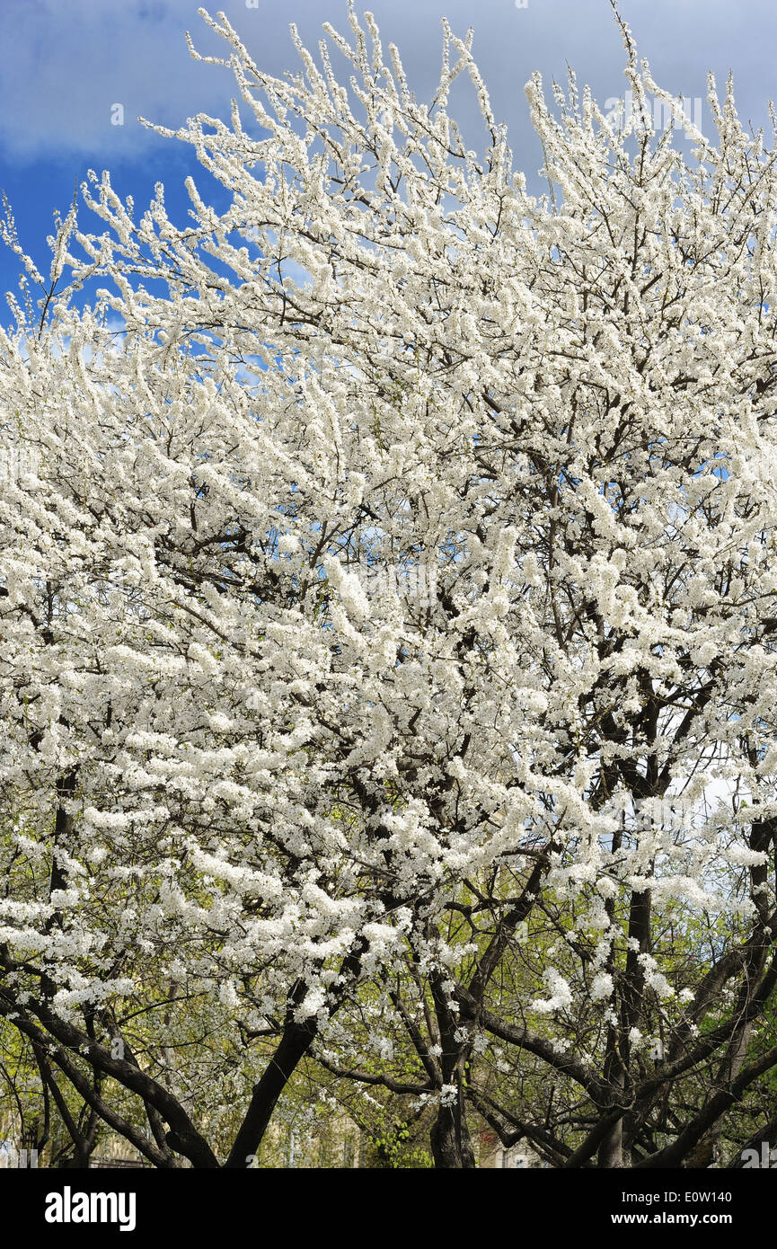 Cherry tree blooming in the city park Stock Photo Alamy