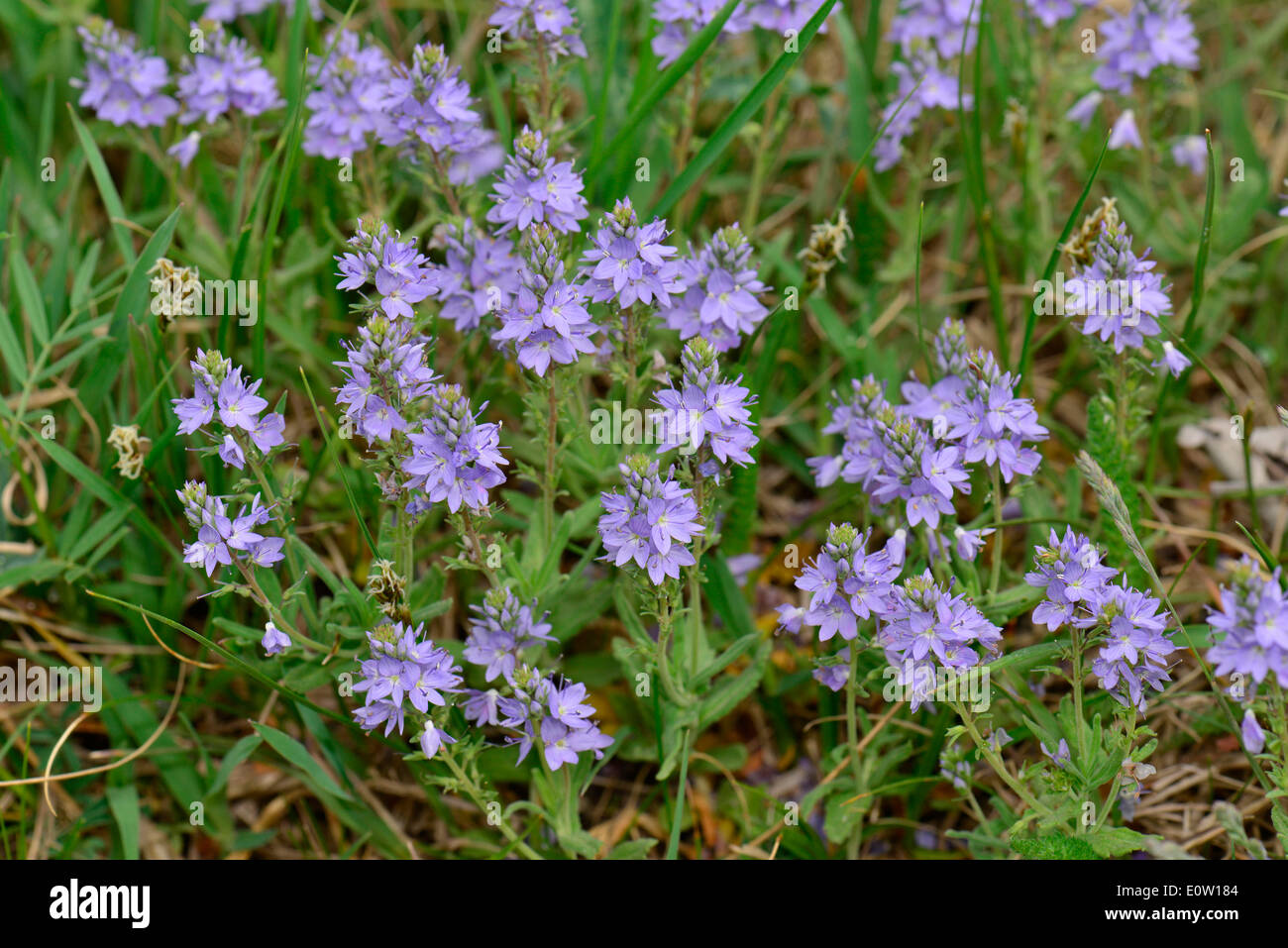 Prostrate Speedwell, Sprawling Speedwell (Veronica prostrata), flowering plants. Germany Stock Photo