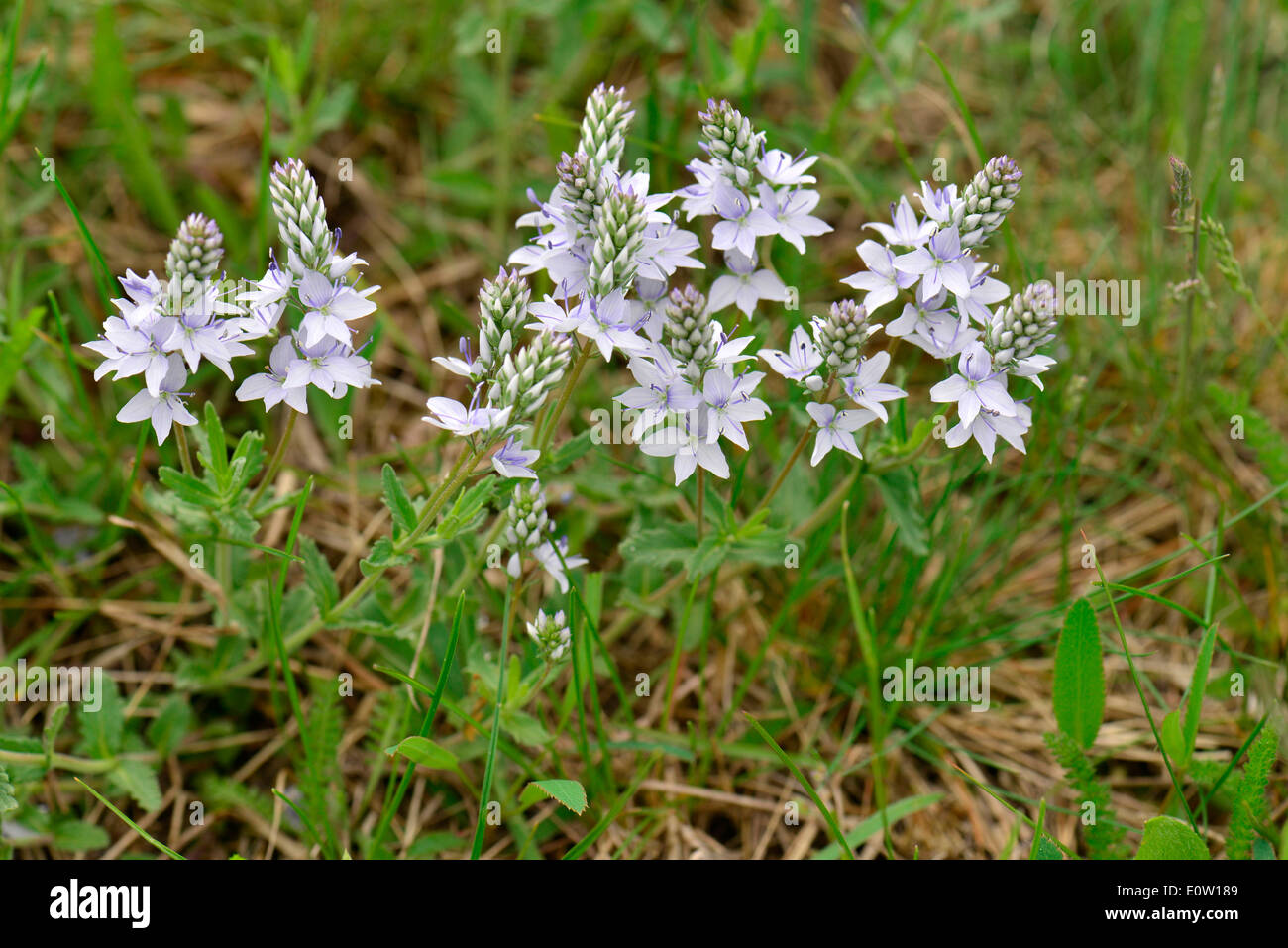 Prostrate Speedwell, Sprawling Speedwell (Veronica prostrata), flowering plants. Germany Stock Photo