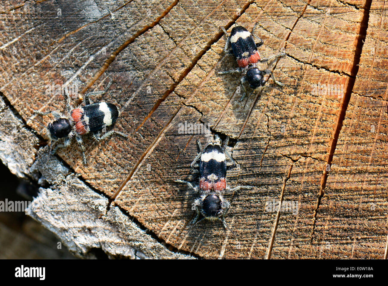 Checkered Beetle (Clerus mutillarius). Three individuals on wood. Austria Stock Photo