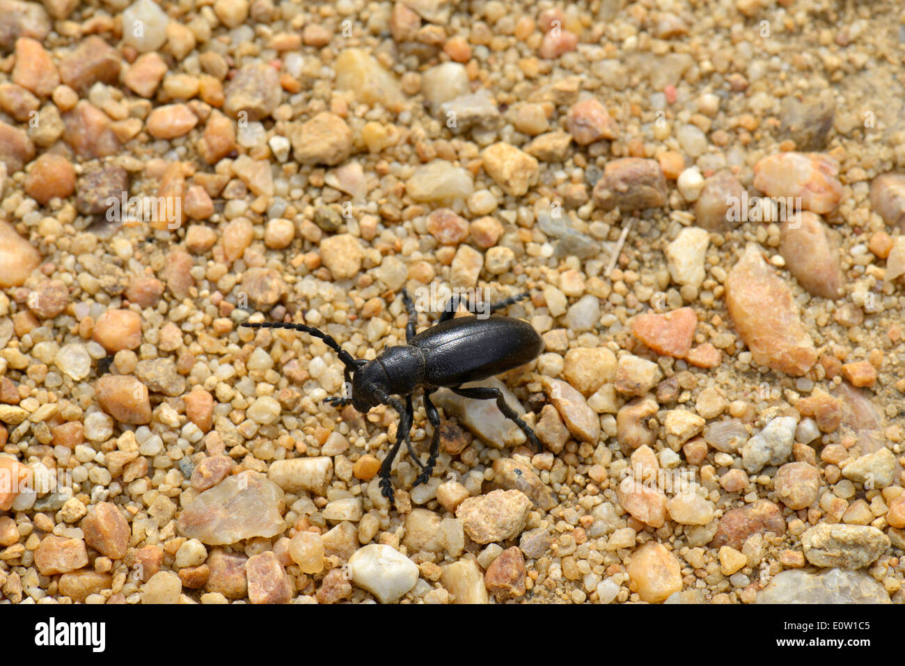 Flightless Longhorn Beetle (Iberodorcadion fuliginator, Dorcadion fuliginator). Female on the ground. Austria Stock Photo
