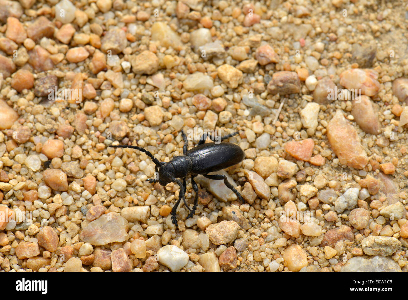 Flightless Longhorn Beetle (Iberodorcadion fuliginator, Dorcadion fuliginator). Female on the ground. Austria Stock Photo