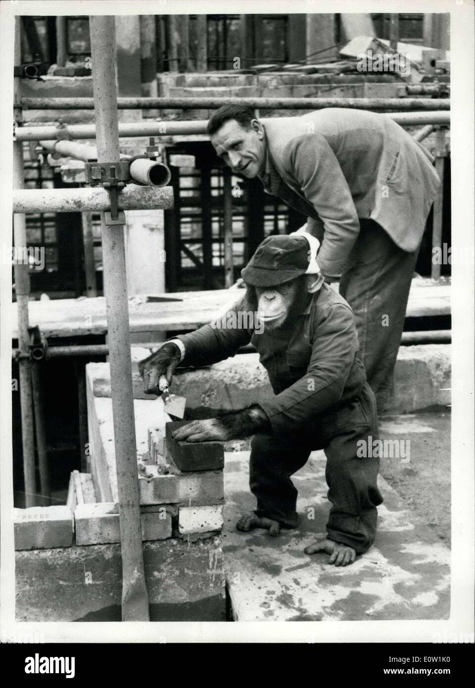 Nov. 14, 1960 - 14-11-60 The Bricklaying Chimp Ã¢â‚¬â€œ Maxie, a chimpanzee from the Bertram Mills Circus, today tried his hand Stock Photo