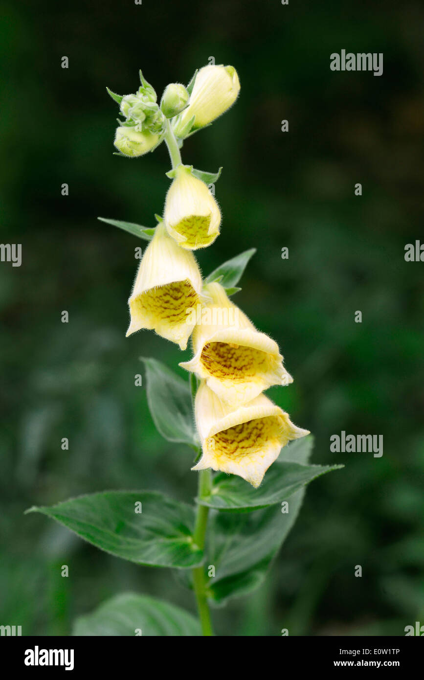 Yellow Foxglove Digitalis Lutea Flowering Germany Stock Photo Alamy