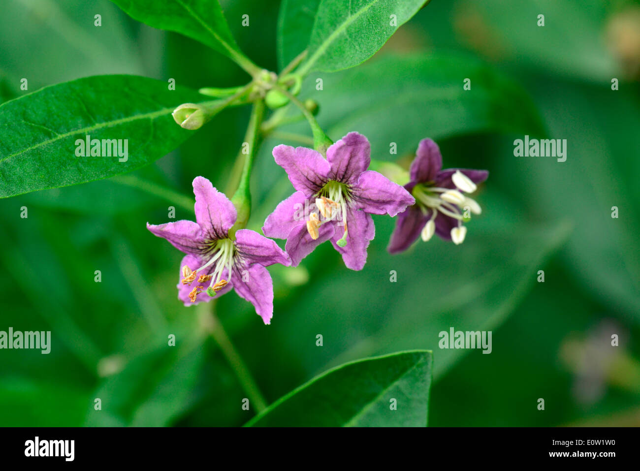 Boxthorn, Chinese Wolfberry (Lycium barbarum), flowering twig Stock Photo