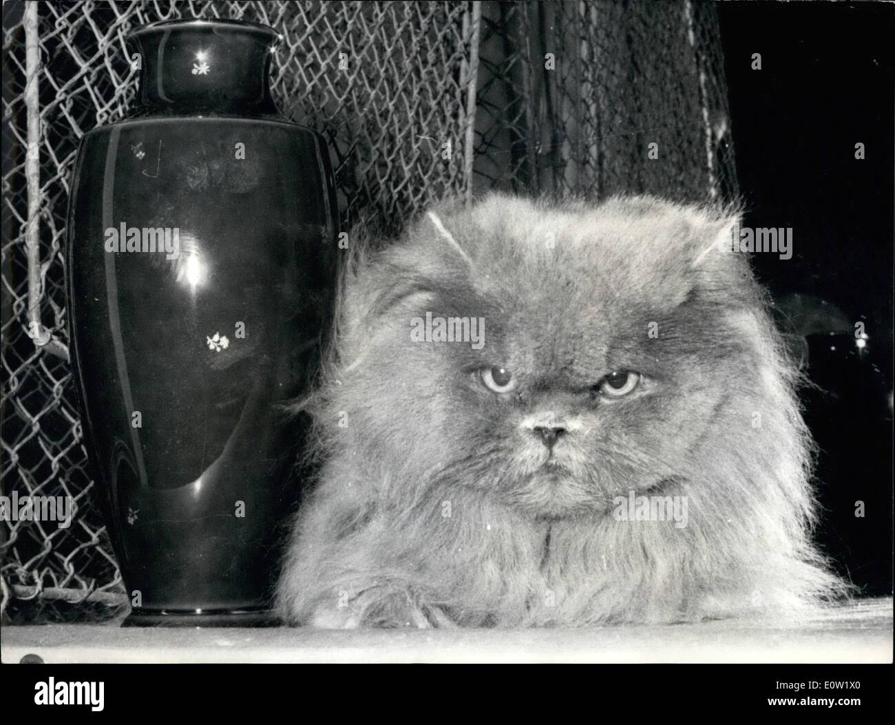Dec. 02, 1960 - The cat that roars; The annual international cat show opened at the Salle Wagram Paris, today. Photo Shows Pompon, A brown tabby, dislikes photographers. The mere sign of a camera makes him roar. Stock Photo