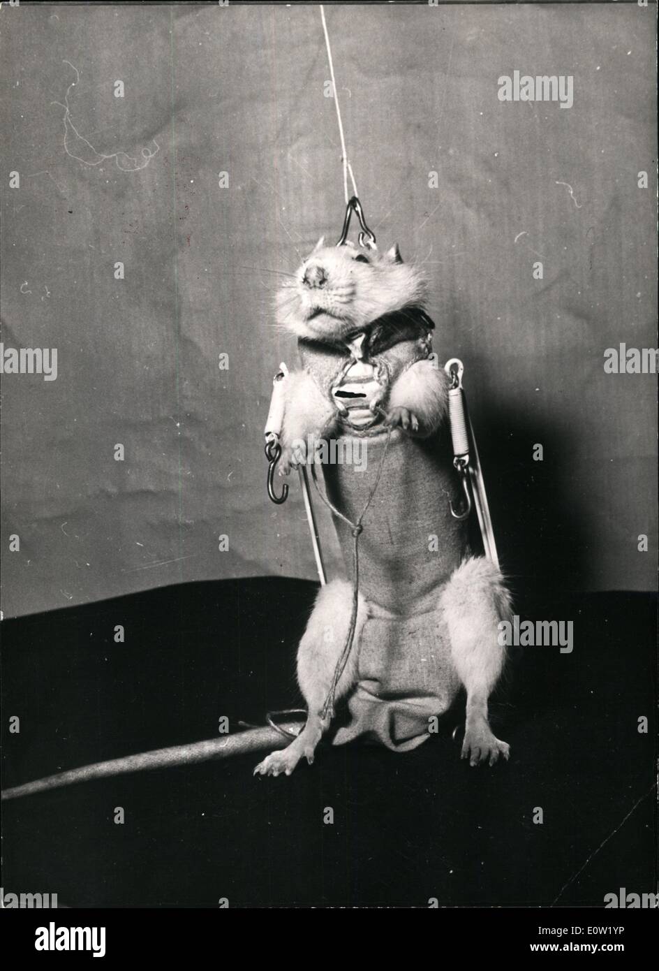 First animal in space hi-res stock photography and images - Alamy