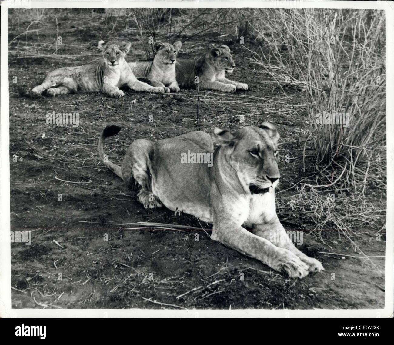 Jan. 27, 1961 - ''Elsa'' The Lioness Banished From Her Kenya Home - Is Later Reported To Be Dead: Lioness ''Elsa'' the star of the best seller ''Born Free'' - by Joy Adamson - was reported today to have been banished from Kenya's Northern Frontier District - by the local Africa District Council which ruled that the lioness and her cubs were dangerous.. The Lioness and her cub a had been reared from birth by Joy Adamson and her husband George - who is senior Game Warden in Kenya. They have grown up in complete Adamson's country home in the Kenya Bush country Stock Photo
