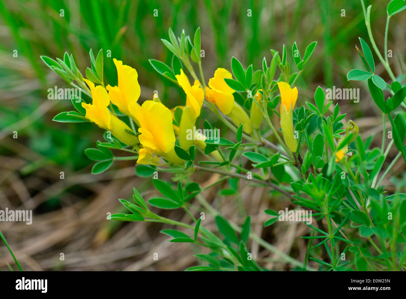 Creeping Broom (Genista pilosa), flowering plant. Germany Stock Photo