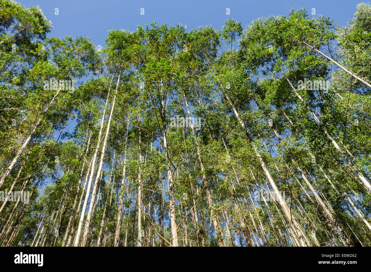 Trees forest plantations closeup wood farming Stock Photo Alamy