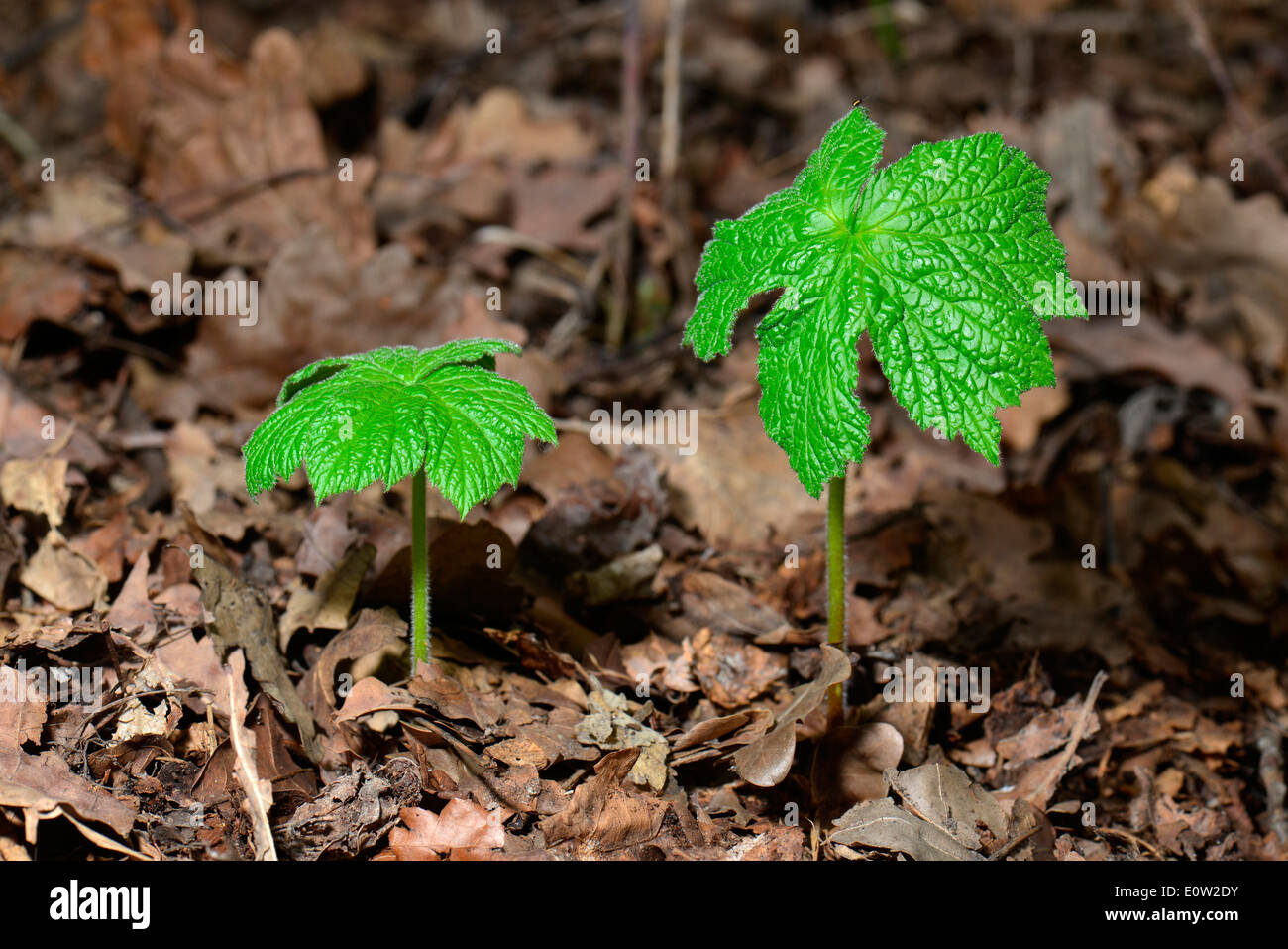 Goldenseal plant hires stock photography and images Alamy
