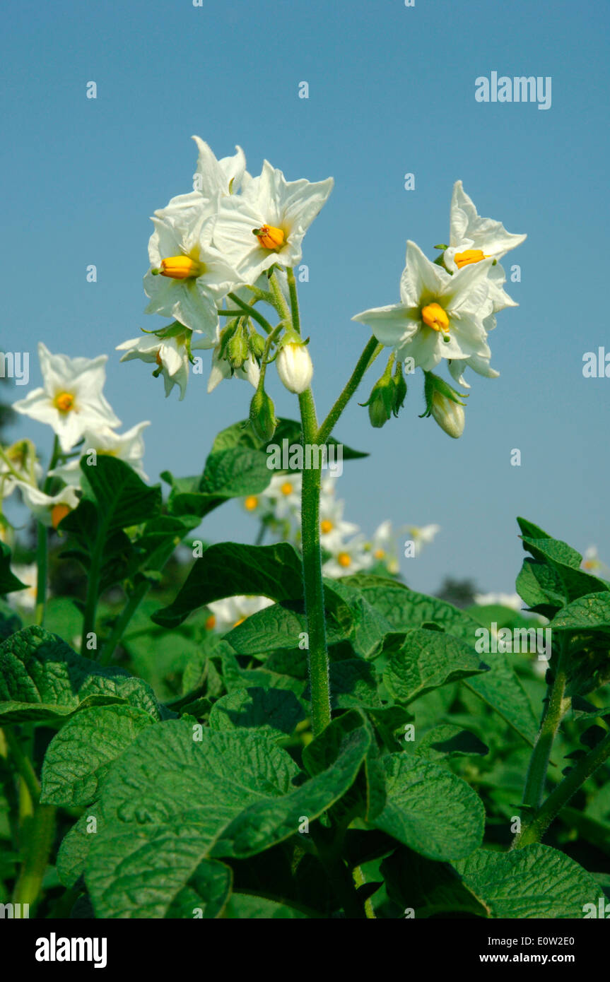 Potato (Solanum tuberosum). Flowering stalk. Germany Stock Photo