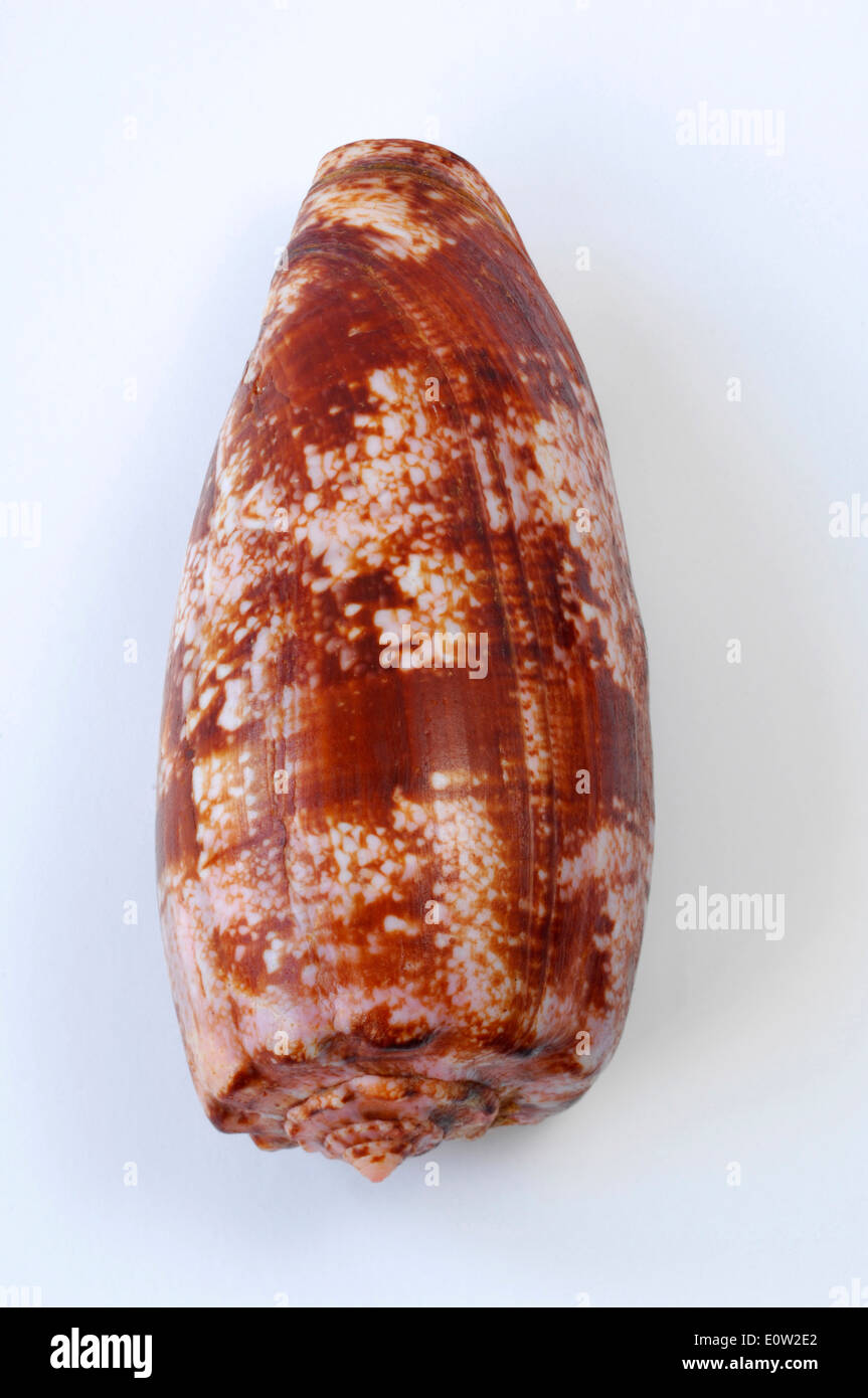 Geography Cone Snail (Conus geographus), shell. Studio picture against a white background Stock Photo