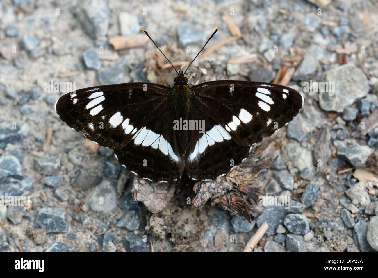 White Admiral (Limenitis camilla, Ladoga camilla). Butterfly taking up minerals from the ground. Germany Stock Photo