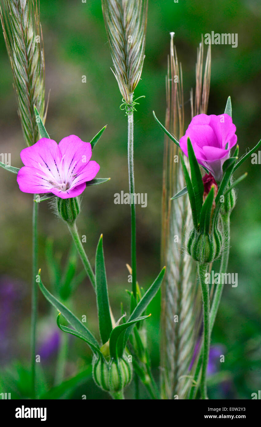 Corn Cockle (Agrostemma githago), flower in a corn field Stock Photo - Alamy