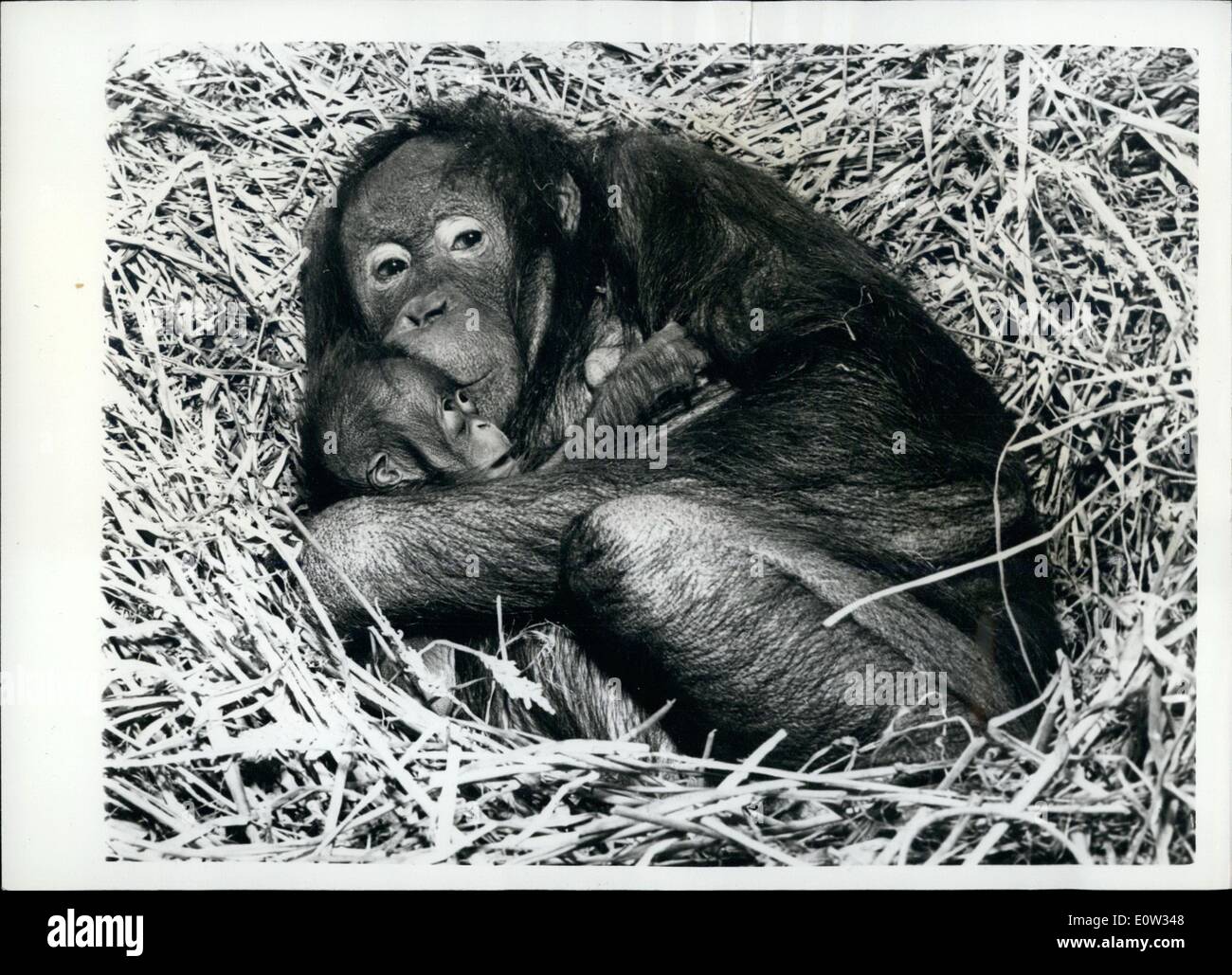Mar. 03, 1961 - The First Orang Utan To Be Born At The London Zoo:No Orang Utan has ever been successfully reared in the british Isles, so the London Zoo are taking very special care of the new female baby born to ''Toli'' and ''Charlie'' last Sunday. The section in which they live in the Monkey House is cordoned off to give them seclusion for the first week or two. Seven-and-a-half- year old ''Toli'' came to London when she was a year old, and ''Charlie'' arrived when he was three Stock Photo