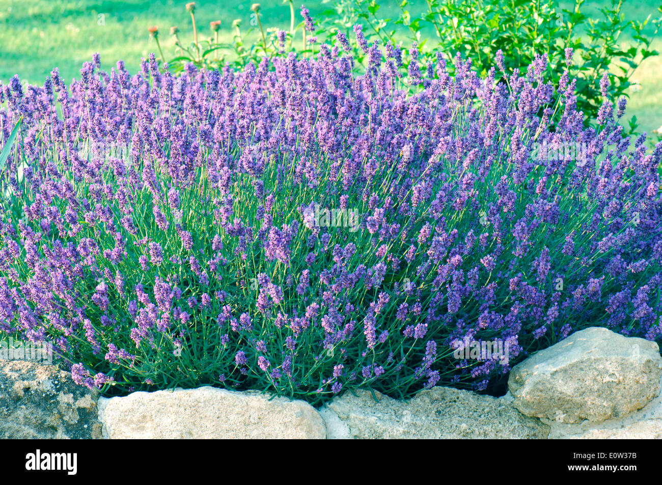 English Lavender (Lavandula angustifolia, Lavandula vera, Lavandula officinalis), flowering Stock Photo