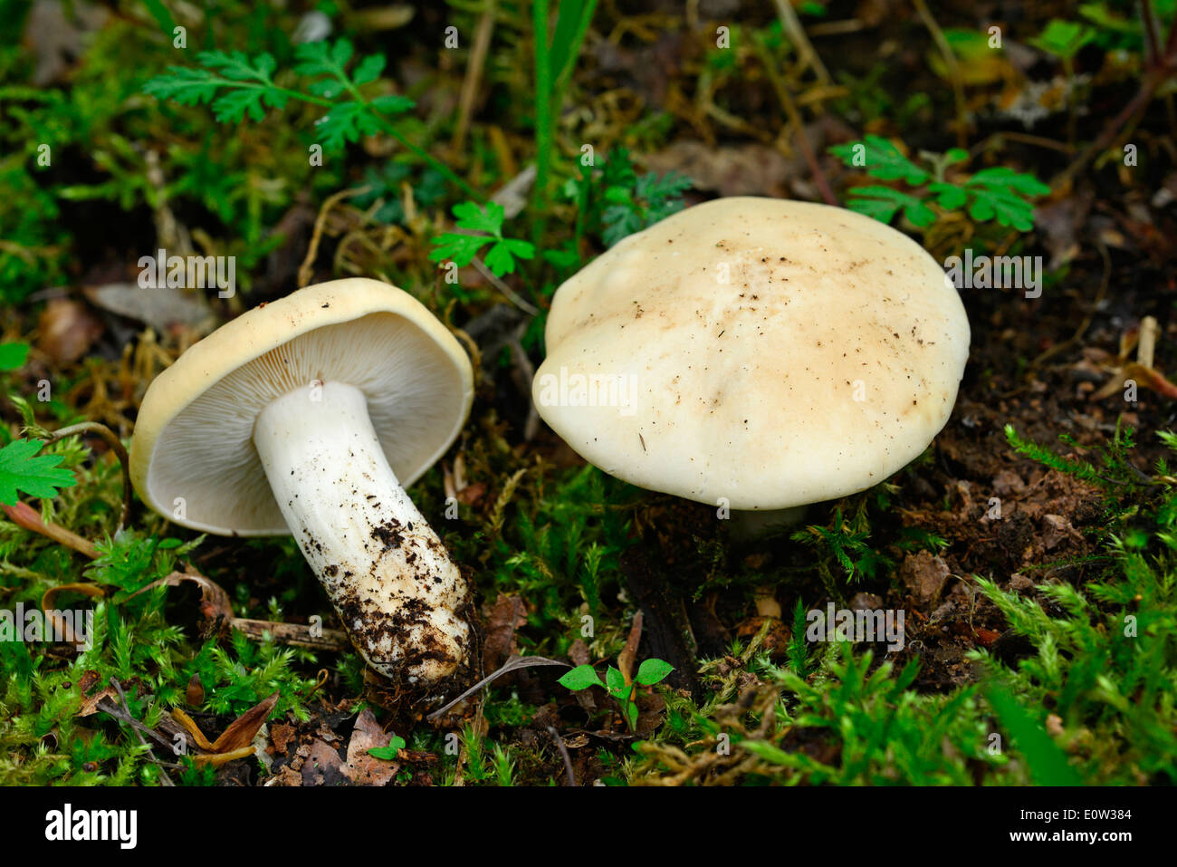 St. George's mushroom (Calocybe gambosa), mushroom on the forest floor Stock Photo