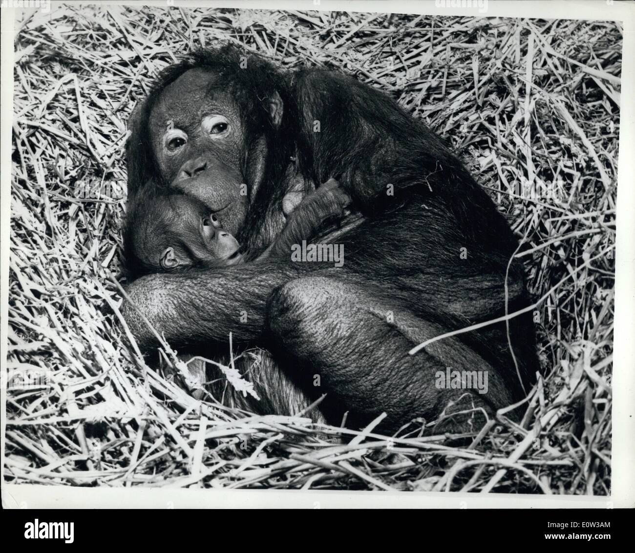 Mar. 03, 1961 - The First Orang Utan To Be Born At The London Zoo: No Orang Utan has ever been successfully reared in the British Isles, so the London Zoo are taking very special care of the new female baby born to ''Toli'' and ''Charlie'' last Sunday. The section in which they live in the Monkey House is cordoned off to give them seclusion for the first week or two. Seven-and-a-half year old ''Toli'' came to Londod when she was a year olf, and ''Charlie'' arrived when he was three Stock Photo