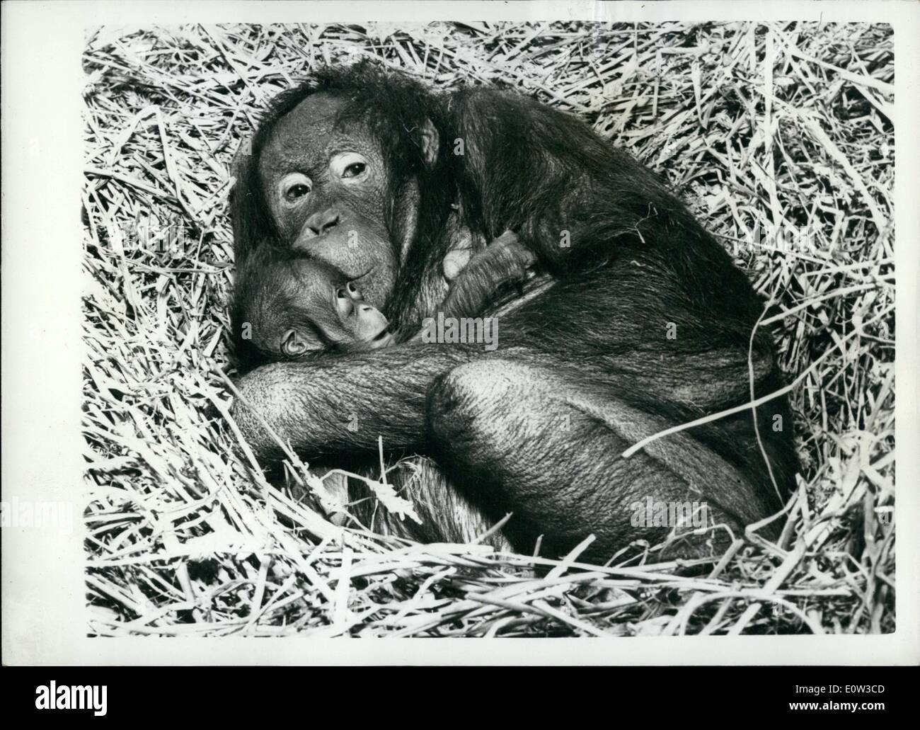 Mar. 03, 1961 - The First Orang Utan To Be born At The London Zoo: No Orang Utan has ever been successfully reared in the British Isles, so the London Zoo are taking very special care of the new female baby born to ''Toli'' and ''Charlie last Sunday. The section in which they live in the Monkey House is cordoned off to give them seclusion for the first week or two. Seven-and-a-half year old ''Toli'' came to London when she was a year old, and ''Charlie'' arrived when he was three Stock Photo