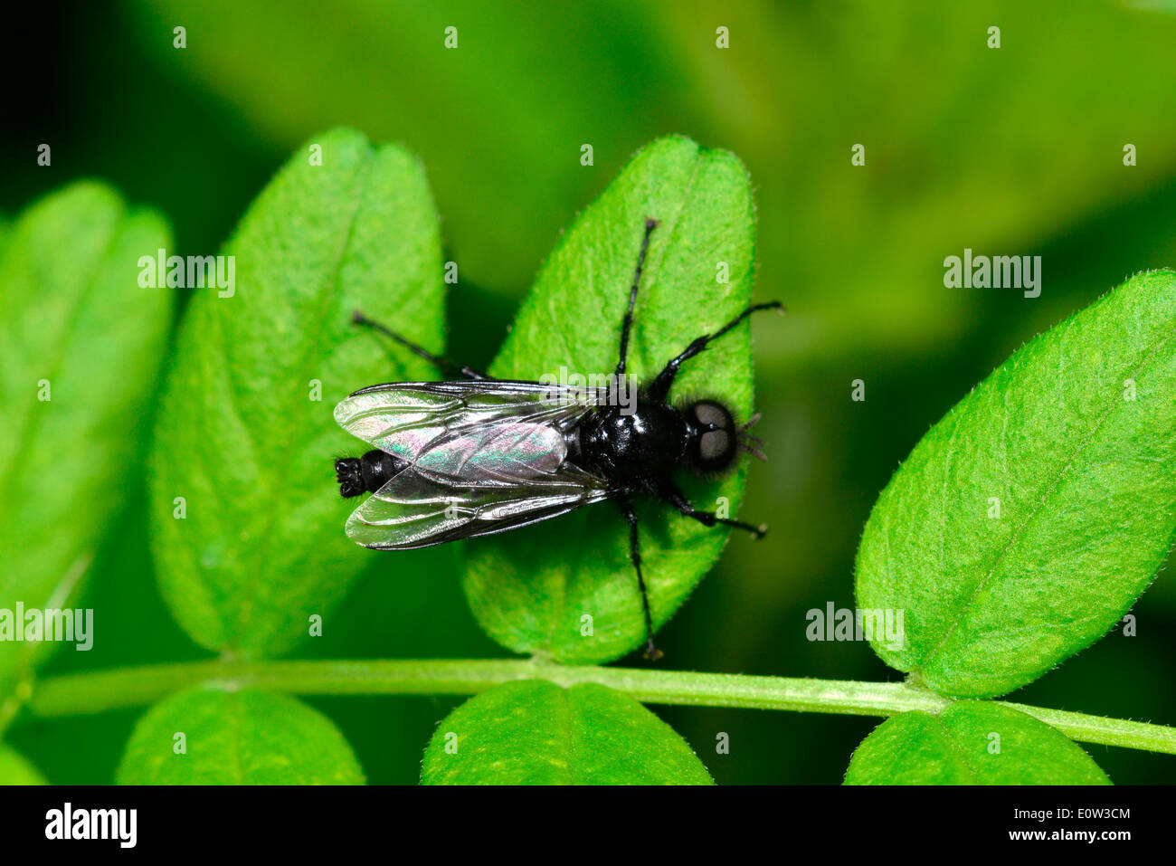 March Fly (Bibio marci), male on a leaf. Germany Stock Photo