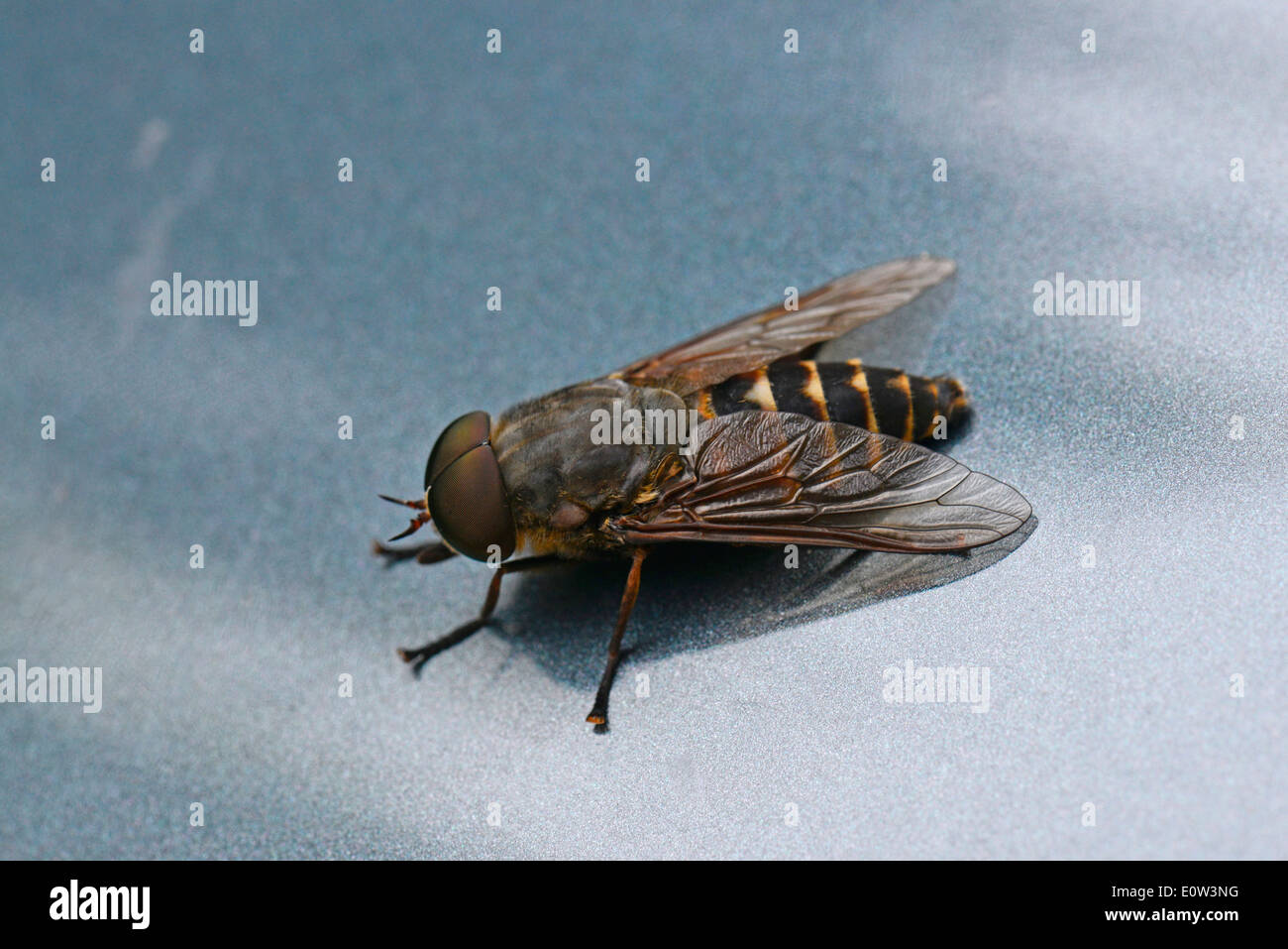 Pale Giant Horse-fly (Tabanus bovinus) seen against a white background. Germany Stock Photo