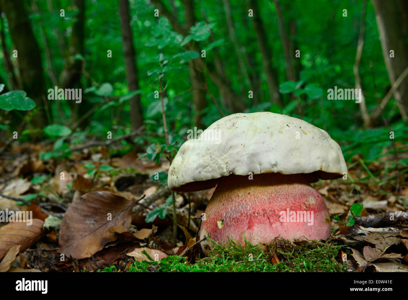 Devils Bolete, Satans Mushroom (Boletus satanas). Toadstoal in woodland, Germany Stock Photo