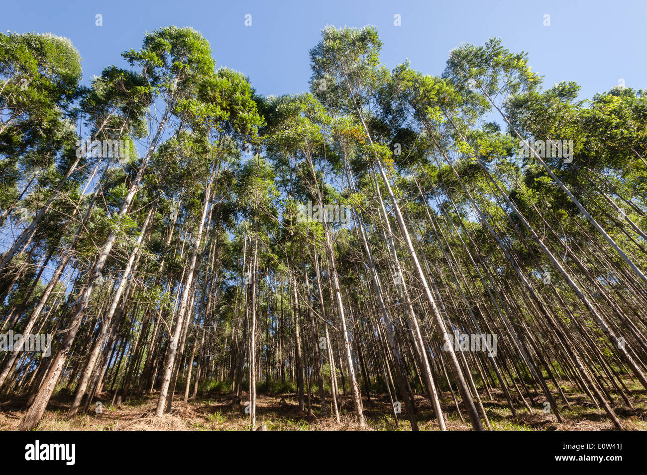 Trees forest plantations closeup wood farming Stock Photo Alamy