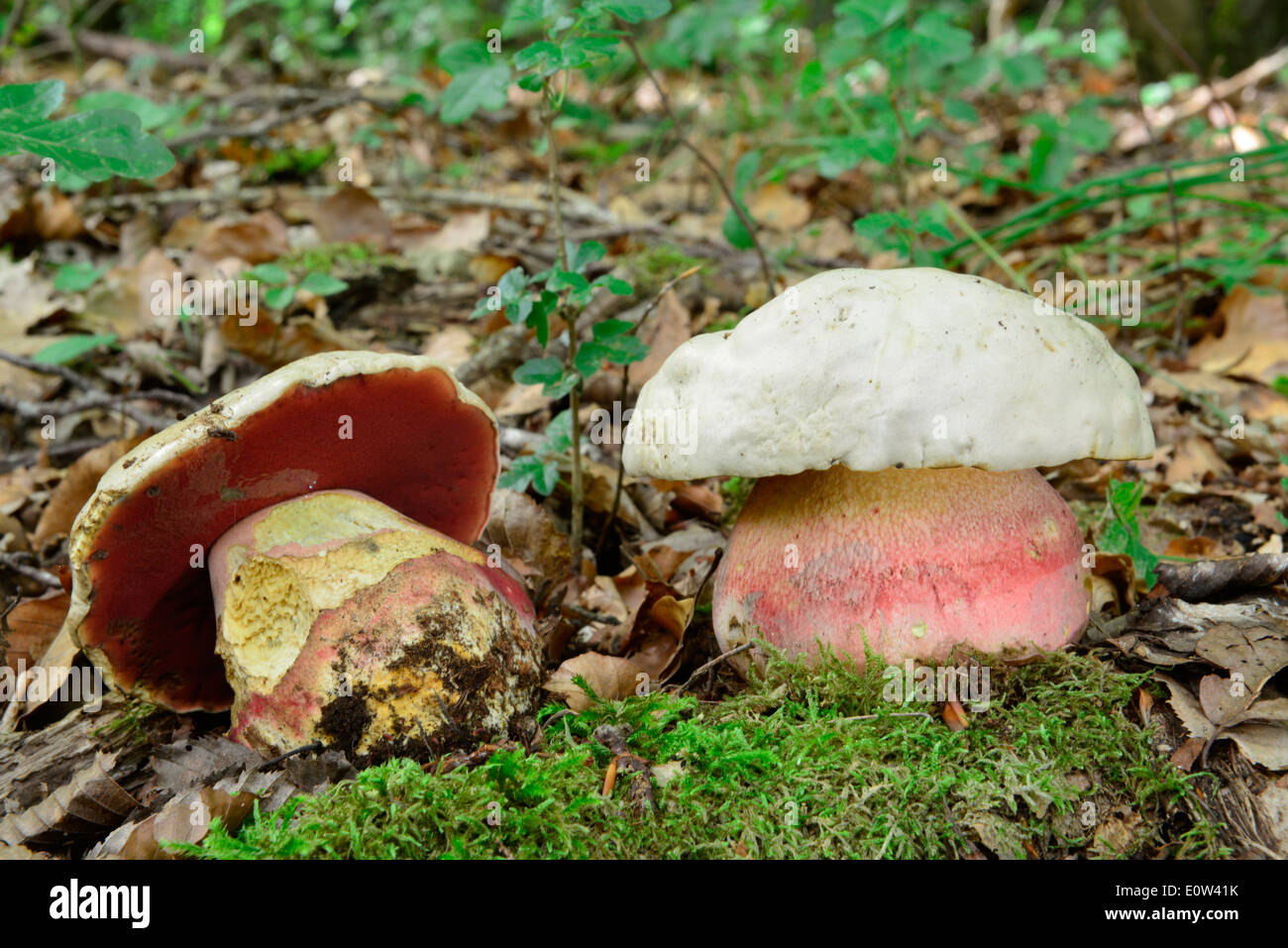 Devils Bolete, Satans Mushroom (Boletus satanas). Two toadstoals in woodland, Germany Stock Photo