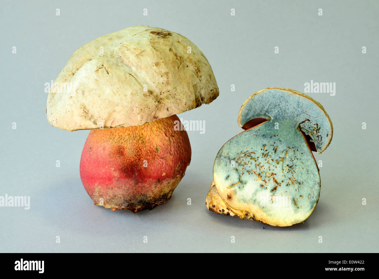 Devils Bolete, Satans Mushroom (Boletus satanas). Two toadstoals, one halved to show the typical blue coloration. Studio picture Stock Photo