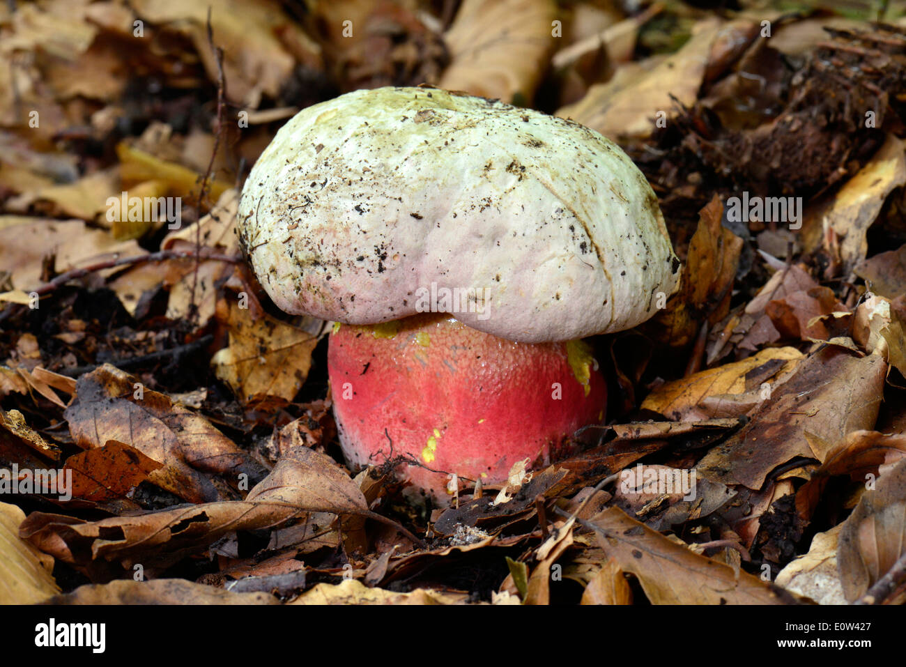 Devils Bolete, Satans Mushroom (Boletus satanas). Toadstoal in autumn leaves Stock Photo