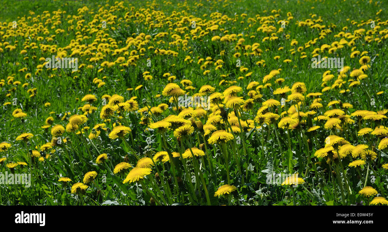 The bright yellow flowers of dandelions on a spring meadow Stock Photo