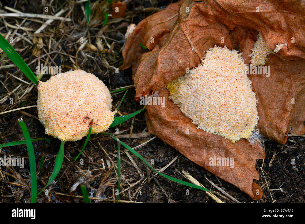 White Slime Mold (Fuligo septica var. candida) on the forest floor. Germany Stock Photo