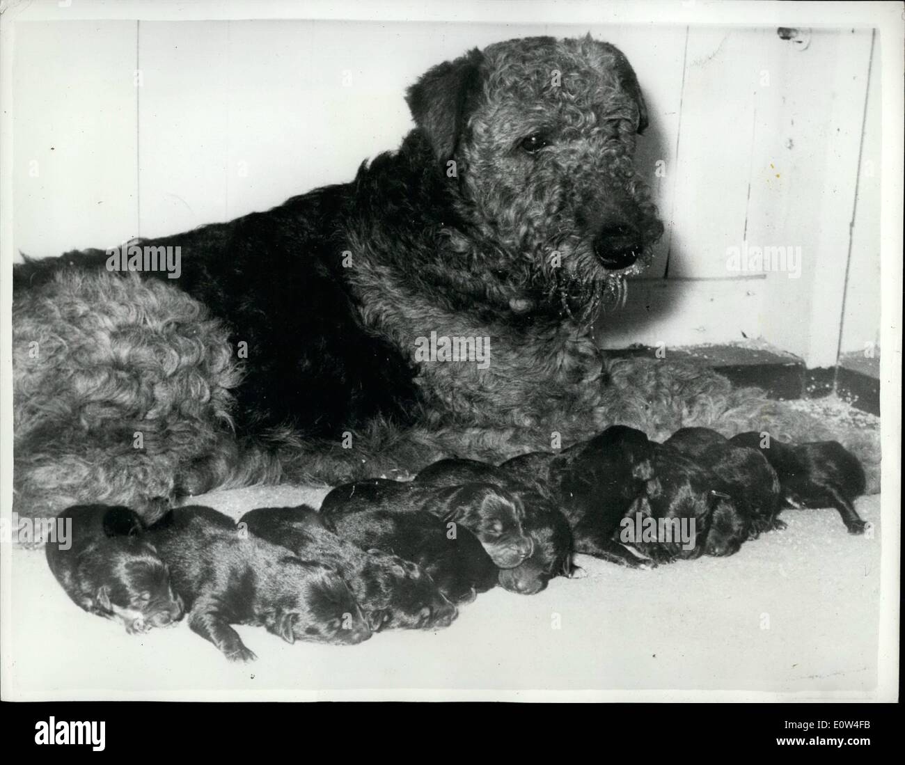 Apr. 04, 1961 - Airedale Is Found In Rabbit Hole - With 11 Pups: A valuable airedale dog, Jean, which bolted from Carlisle railway station on a trip from Kilmarnock to the Midlands nine weeks ago, was found yesterday huddled in a rabbit hole with - eleven two -day old puppies. Police and R.S.P.C.A. Inspector, Harry Brown found Jean and her new family in a field near Carlisle. Squeaks were heard coming from a rabbit hole. Chief Inspector Brown said: ''We dug very carefully and found a football team of puppies. jean was ravenous with hunger. After a good meal she was a different dog'' Stock Photo