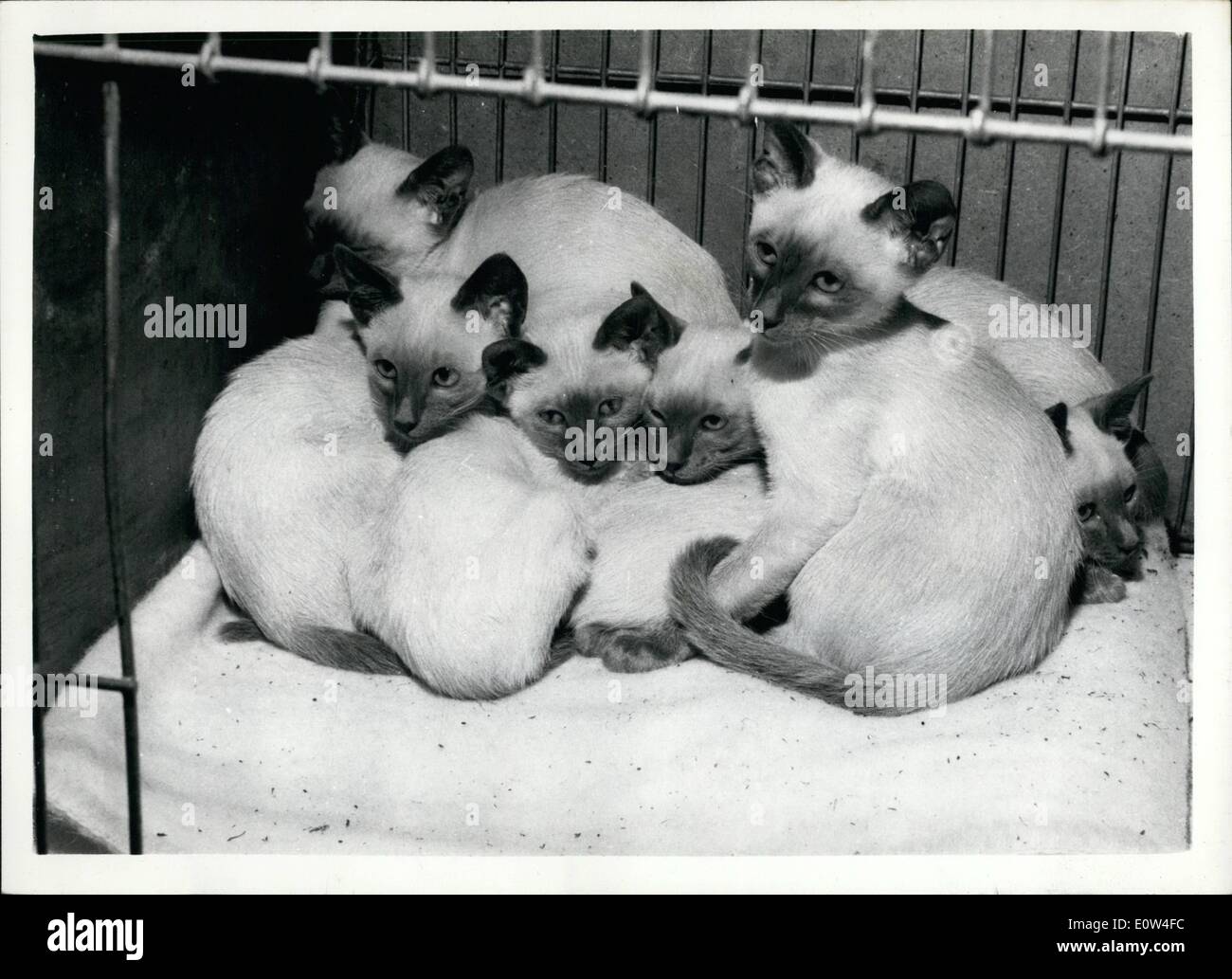 Apr. 04, 1961 - Siamese Cat Club Championship Show In London: The Championship Show of Siamese Cat Club - opened this morning at Seymour Hall, London. Phot Shows The first prize winning litter born to Champion Pristine Bandoola and Champion Kuala Azure Cynara - and owner by Mrs. Macalister of Rugby - on show this morning. Stock Photo