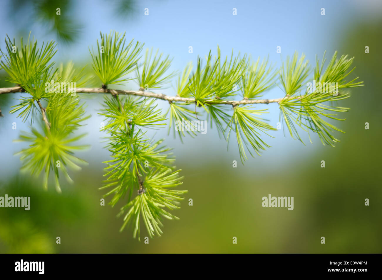 Young needles on a branch of a small tree larch. Stock Photo