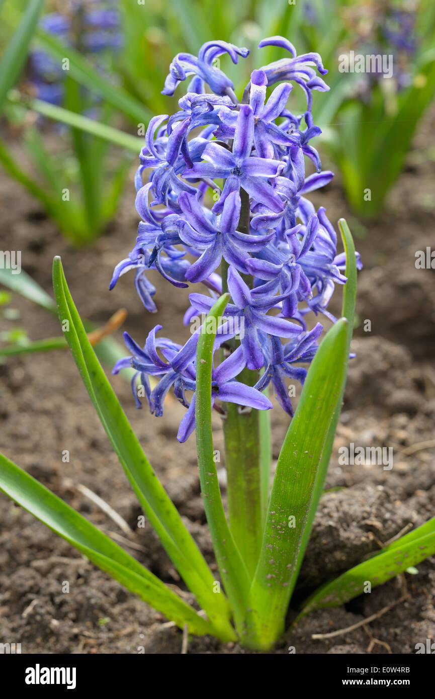 The bright blue flowers of hyacinth in the spring Stock Photo - Alamy